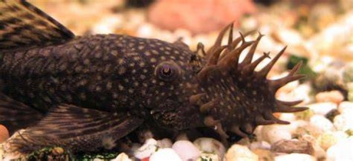 Are bushy nose and Bristlenose plecos the same?