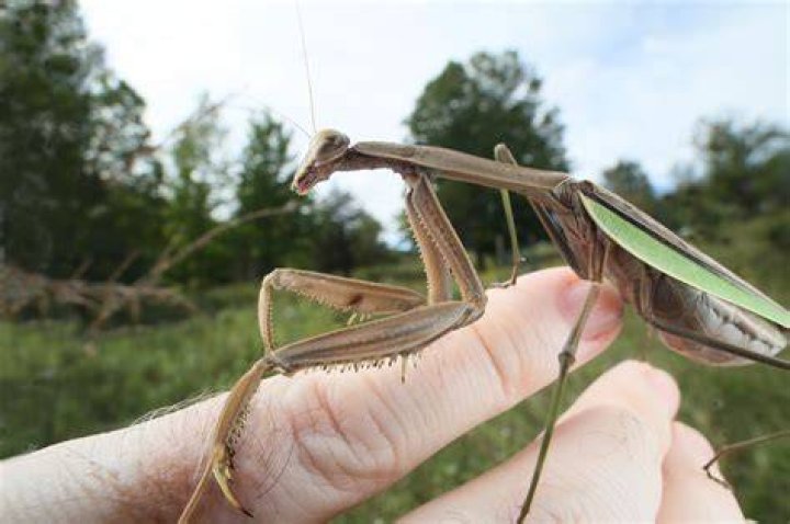 Are Chinese mantis bad?