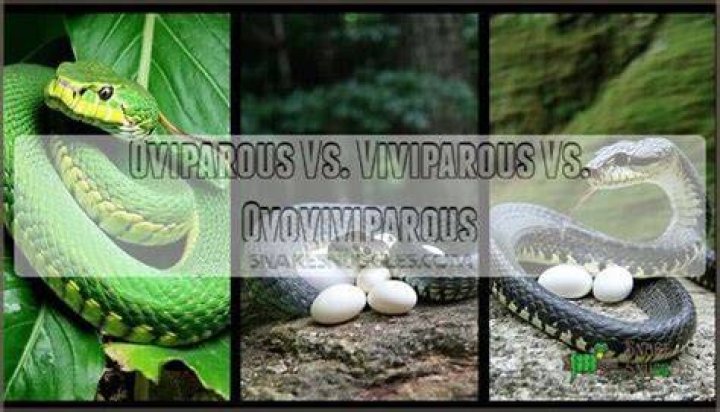 Are Cobras ovoviviparous?