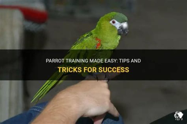 Are grey parrots easy to train?