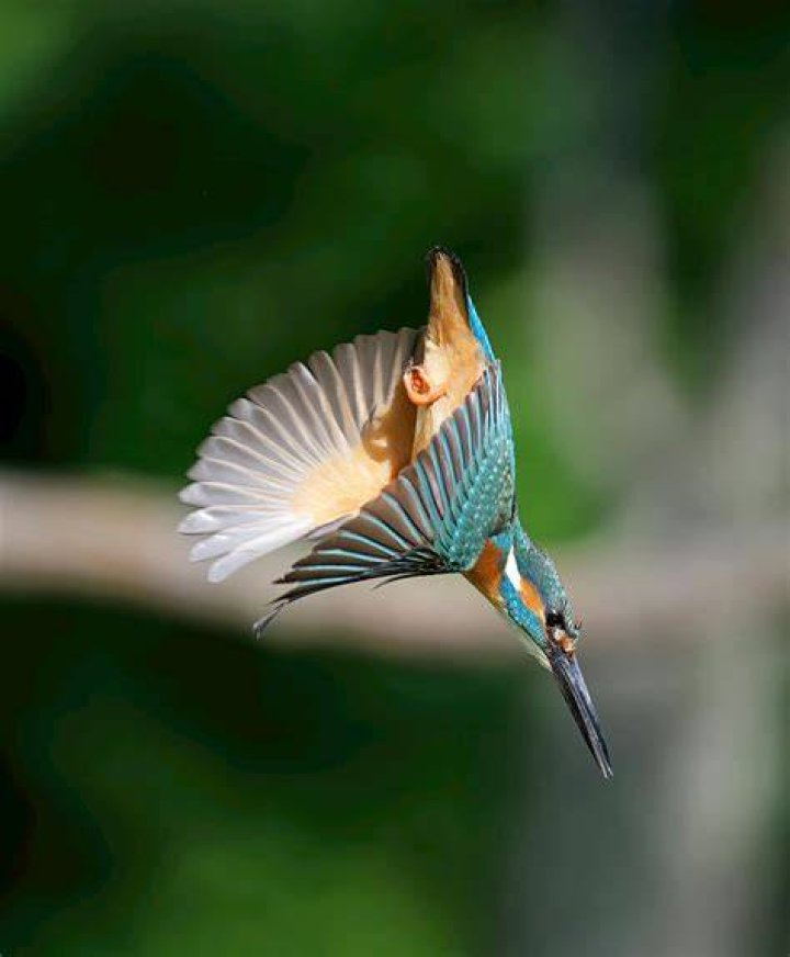 Are kingfishers rare in UK?