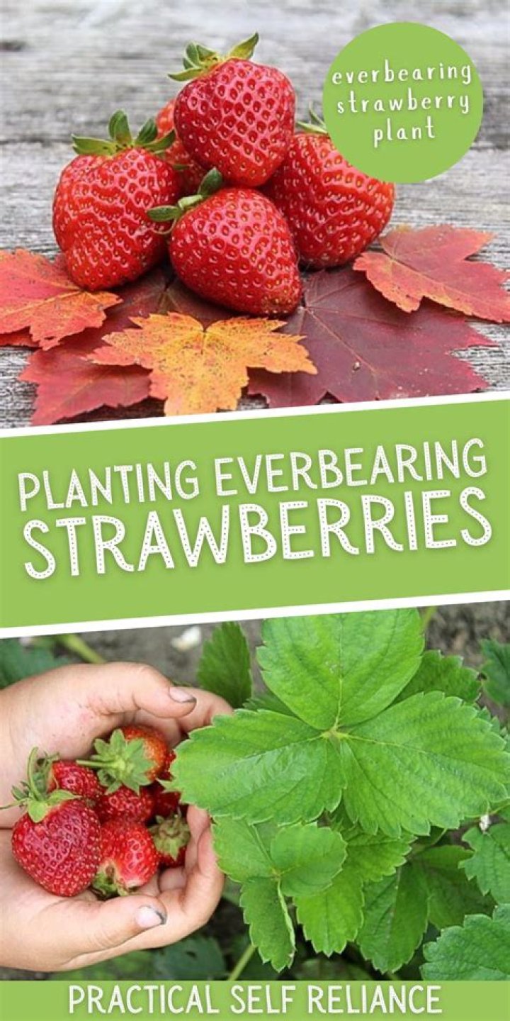 Are Surecrop strawberries Everbearing?
