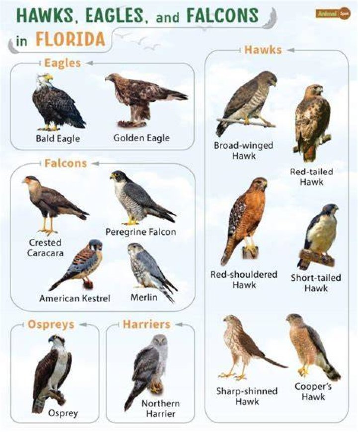 Are there eagles in Florida Keys?