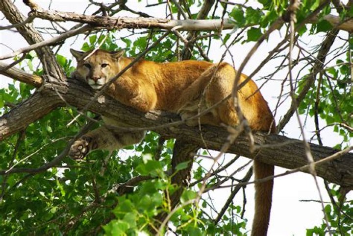 Are there mountain lions in Southern Illinois?