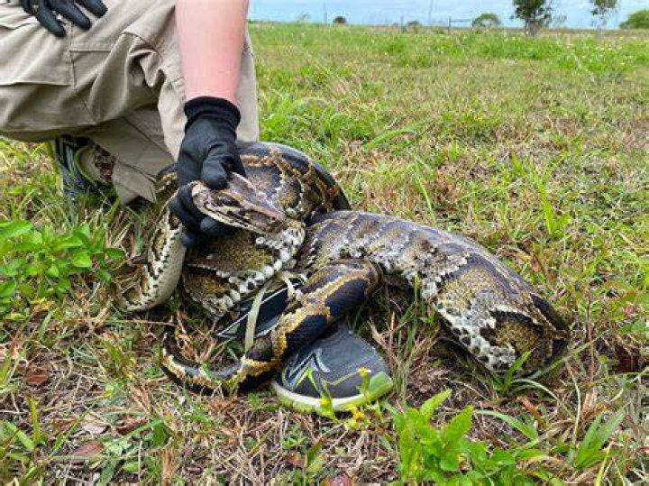 Are there pythons in Melbourne Florida?