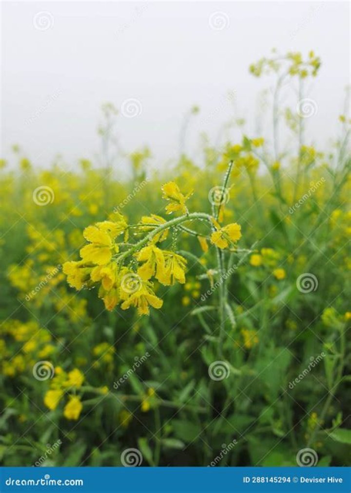Can Brassica rapa self pollinate?
