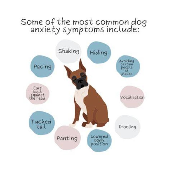 Can Dog anxiety cause skin problems?