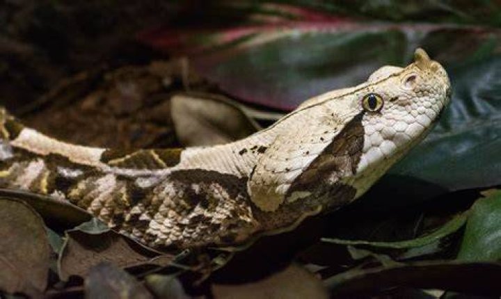 Can I buy a Gaboon viper?