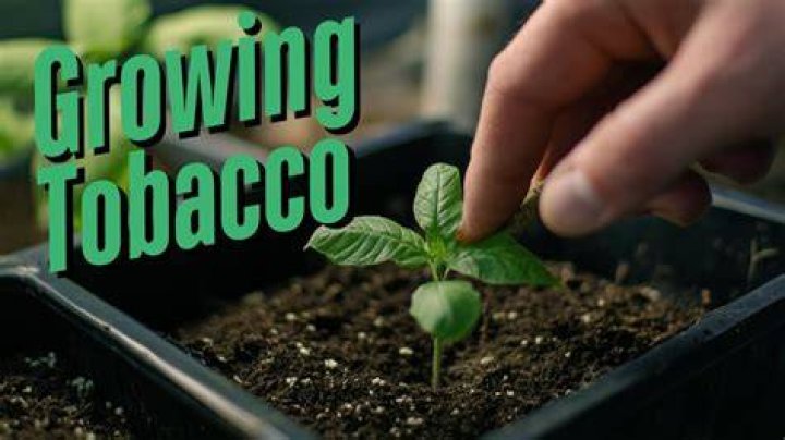 Can I grow tobacco at home?