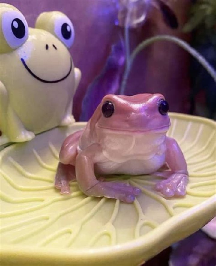 Can you buy tree frogs online?