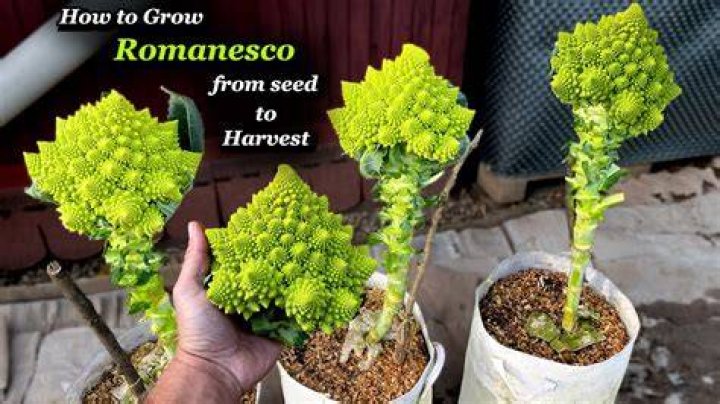 Can you grow romanesco in containers?