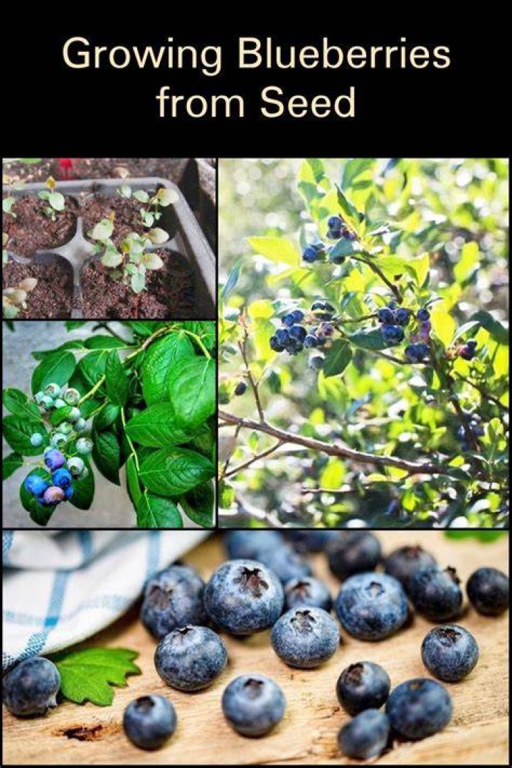 Do blueberries self seed?