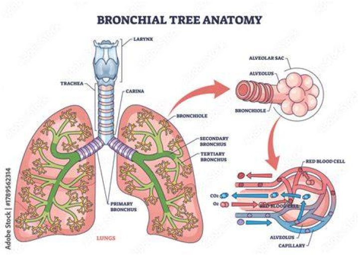 Do bronchioles have a lumen?
