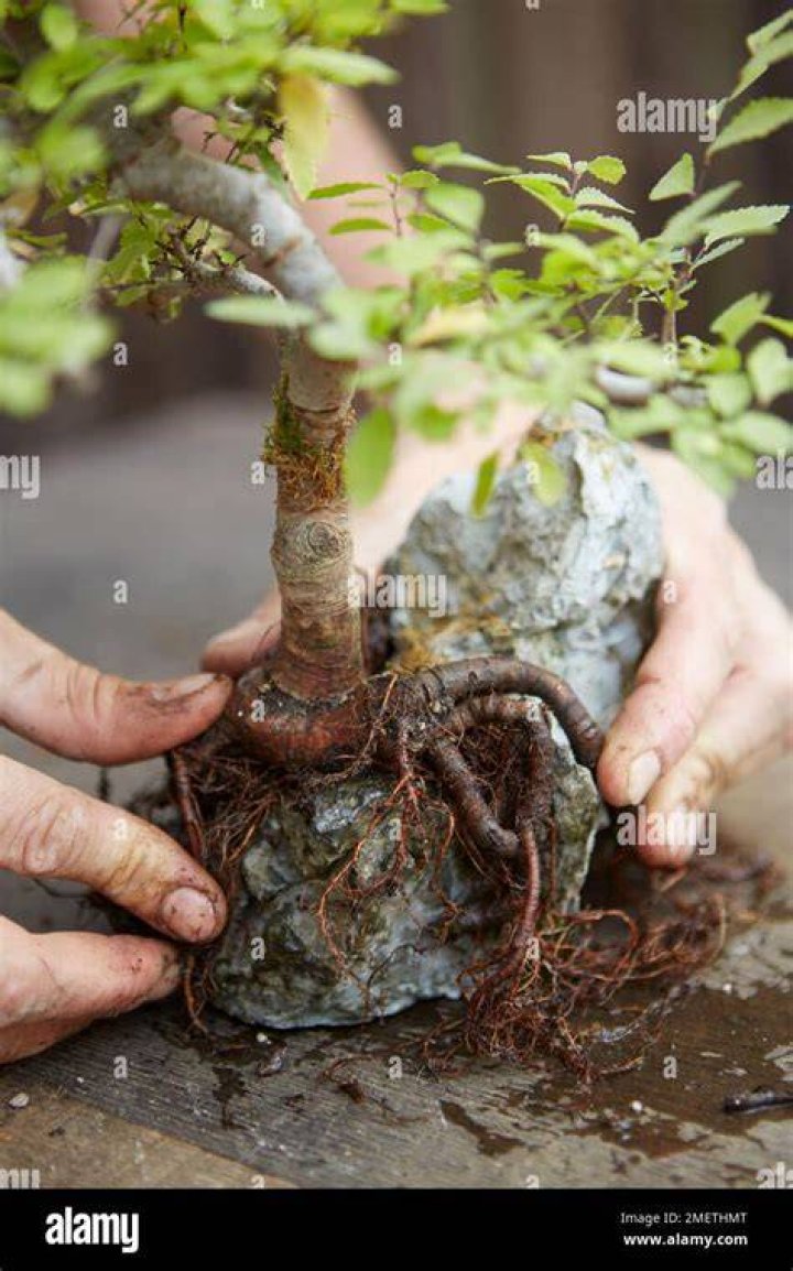 Do Chinese elms have deep roots?