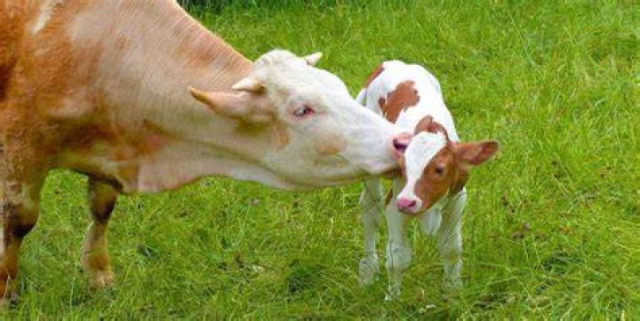 Do cows have colostrum?