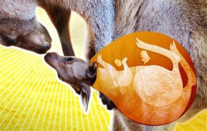 Do kangaroos give birth through their pouch?