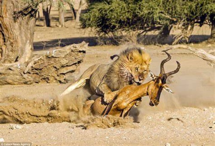 Do lions catch birds?