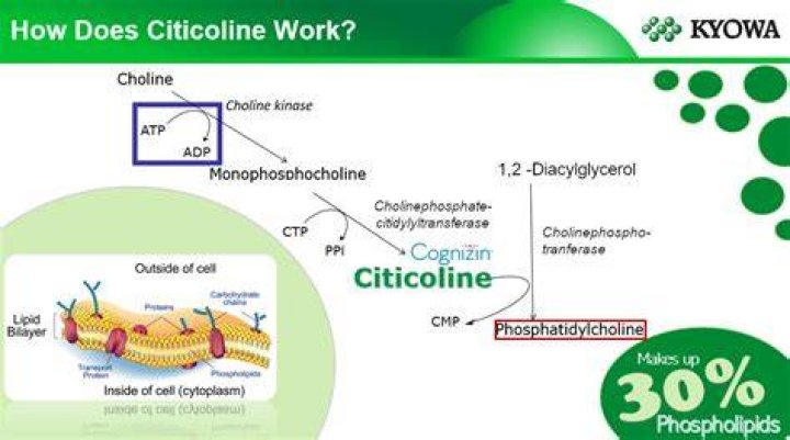 Does citicoline really work?