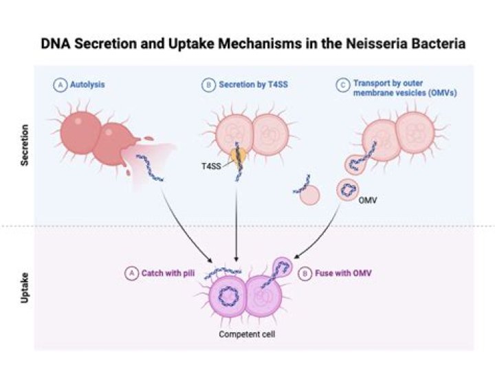 Does Neisseria gonorrhoeae contain DNA?