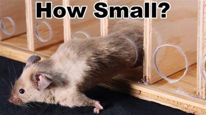 How can mice fit through small holes?