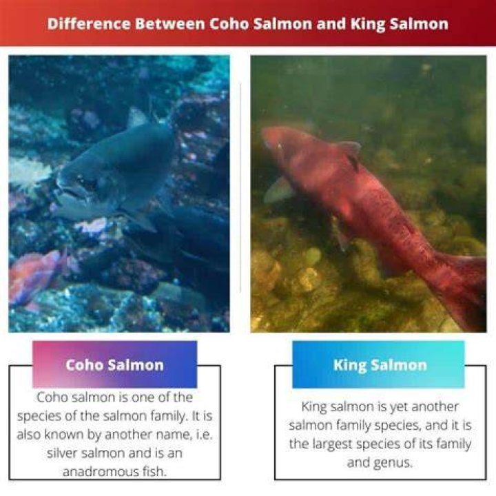 How can you tell the difference between King Salmon and Coho Salmon?