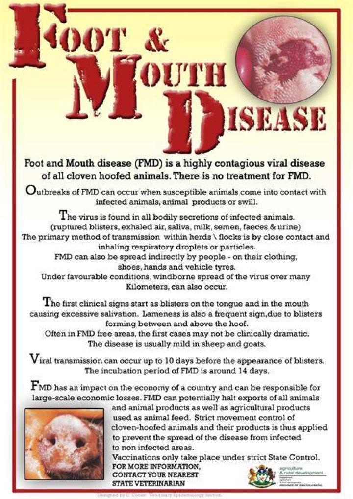 How do humans get foot and mouth disease?