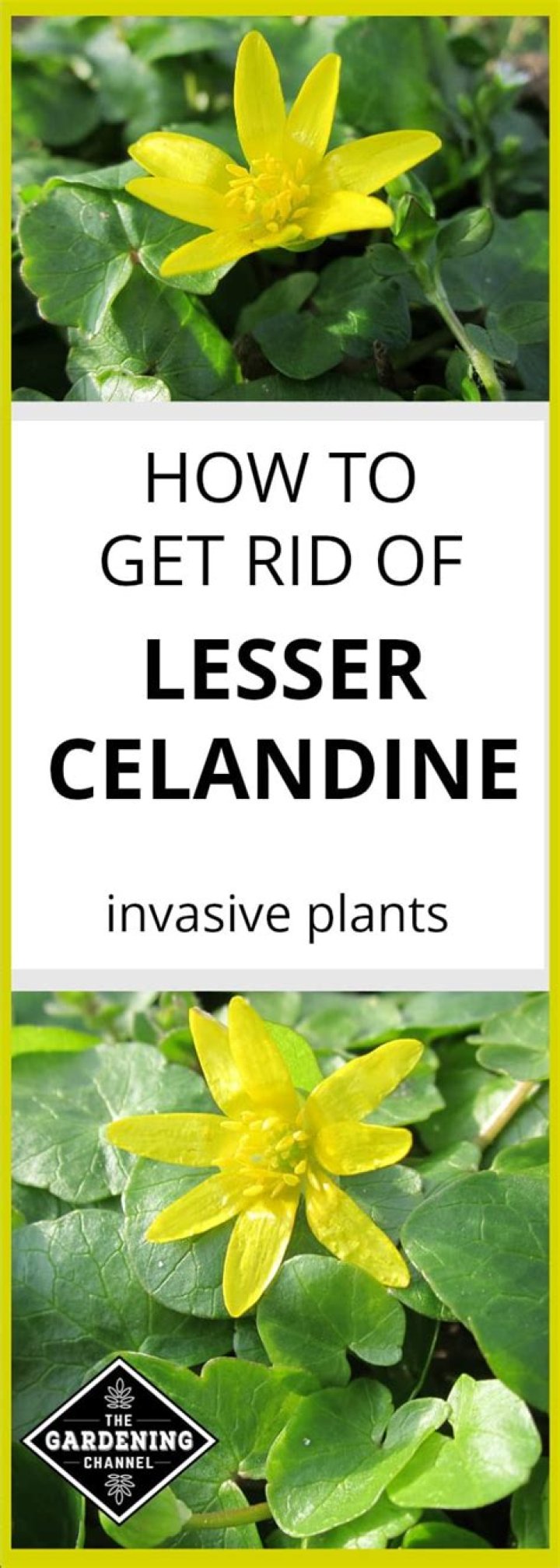 How do I get rid of lesser celandine in my lawn?