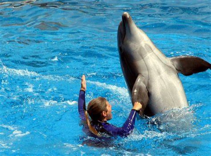 How do you become a sea animal trainer?