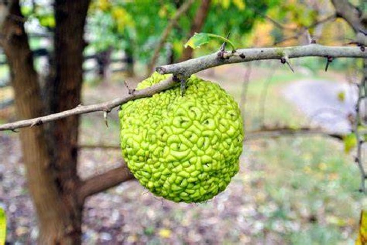 How do you decorate an Osage Orange?