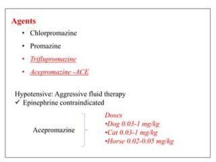 How do you give a horse chlorpromazine?