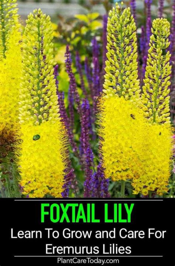 How do you grow foxtail lily bulbs?