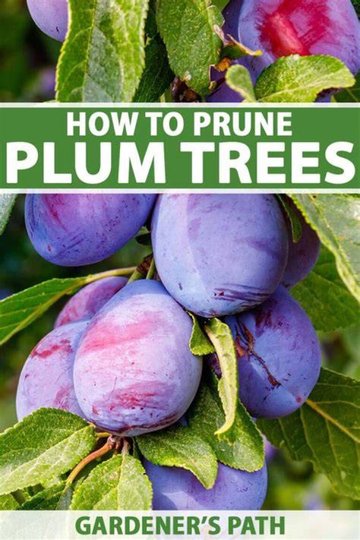 How do you prune a plum tree for the winter?