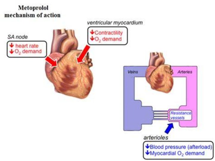 How does metoprolol treat angina?