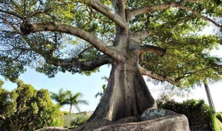 How fast do ceiba trees grow?
