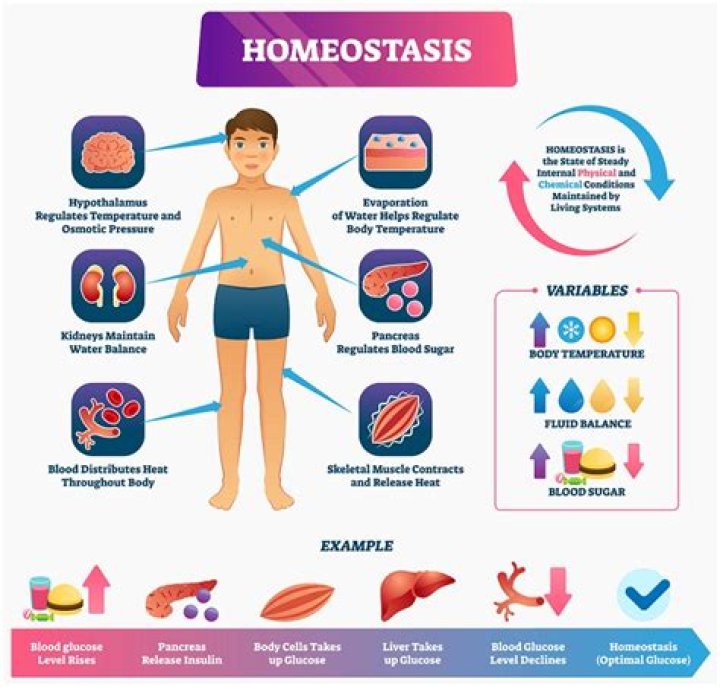 How is homeostasis maintained in the human body?