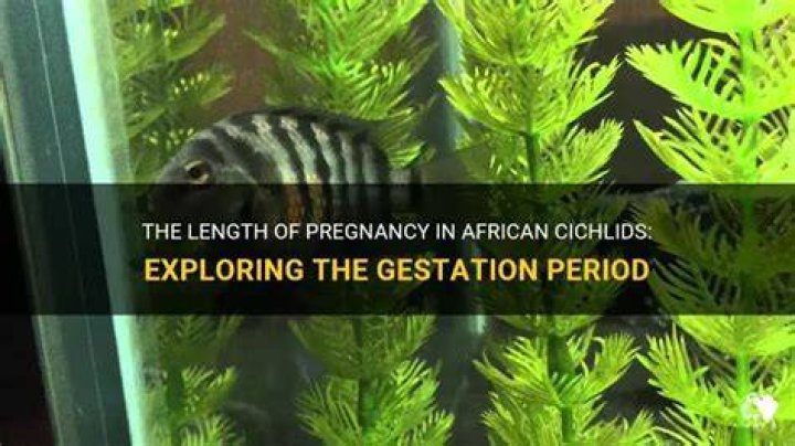 How long are cichlids pregnant?