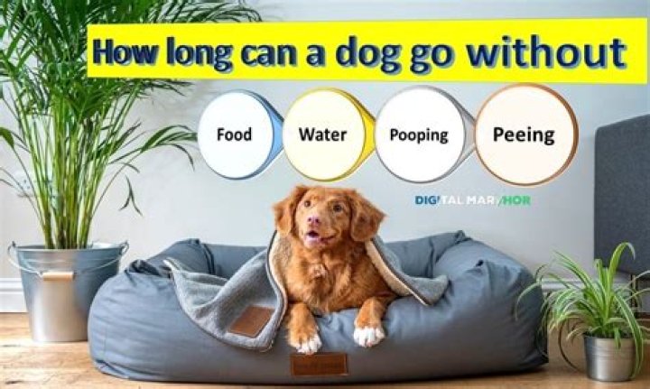 How long can a dog go without being let out?