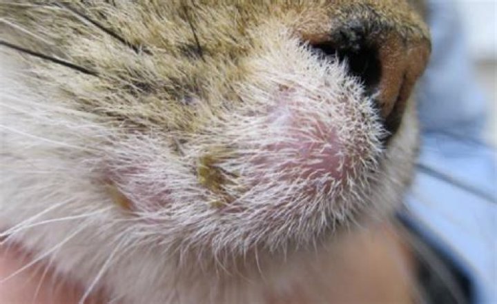 How long can my cat live with squamous cell carcinoma?
