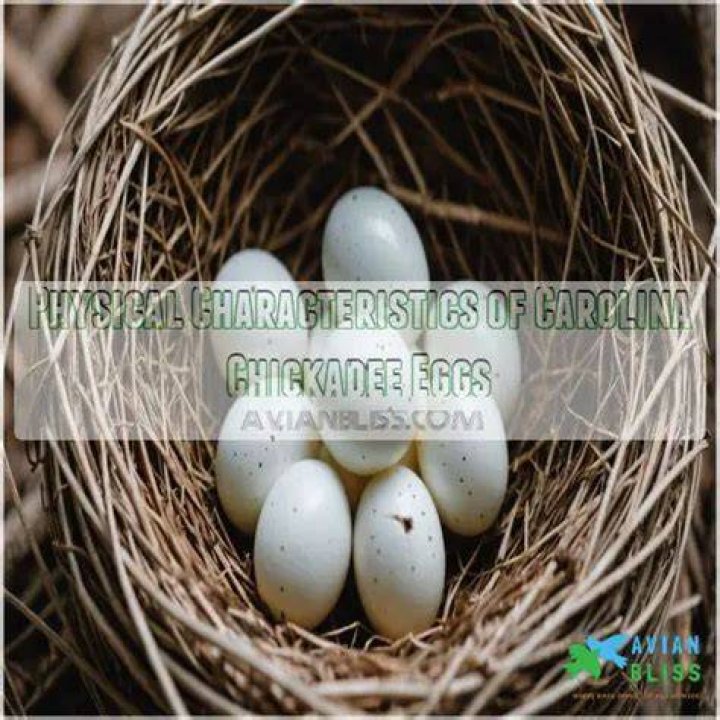 How long does it take for Carolina chickadee eggs to hatch?
