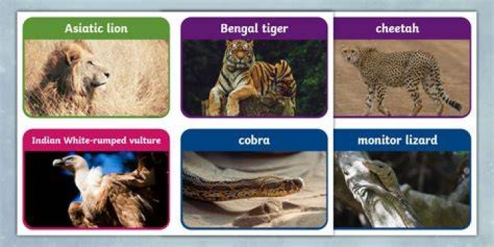 How many animals are named in India?