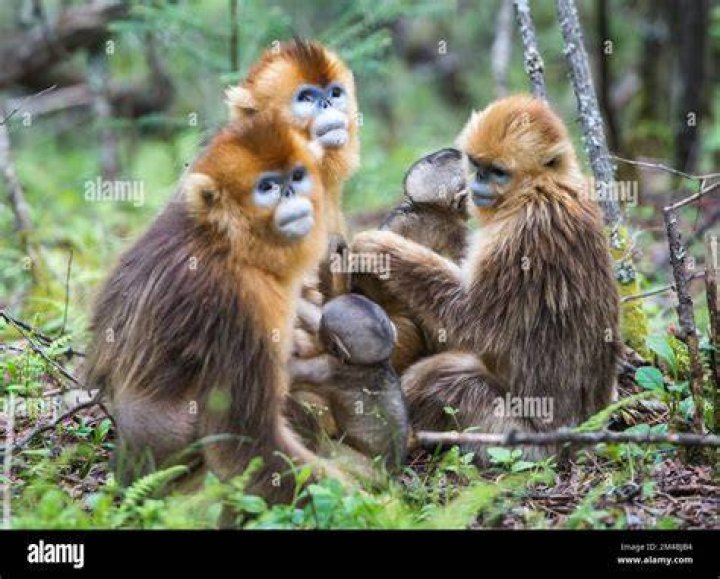 How many golden snub-nosed monkeys are left 2021?