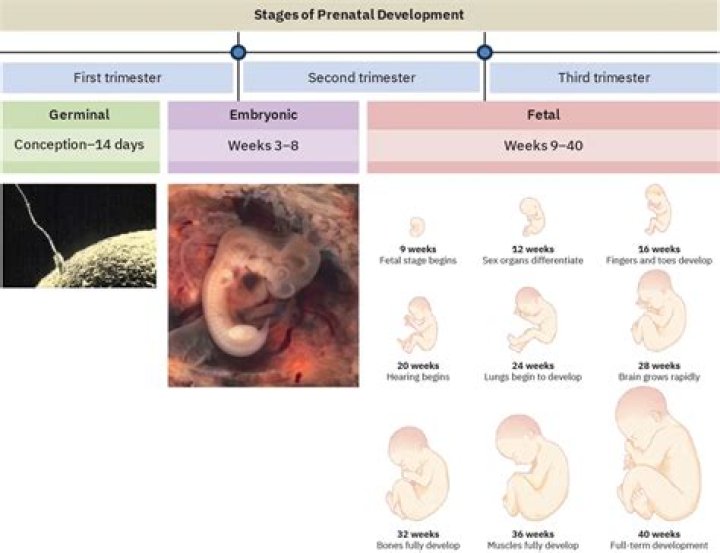 How many weeks are prenatal classes?