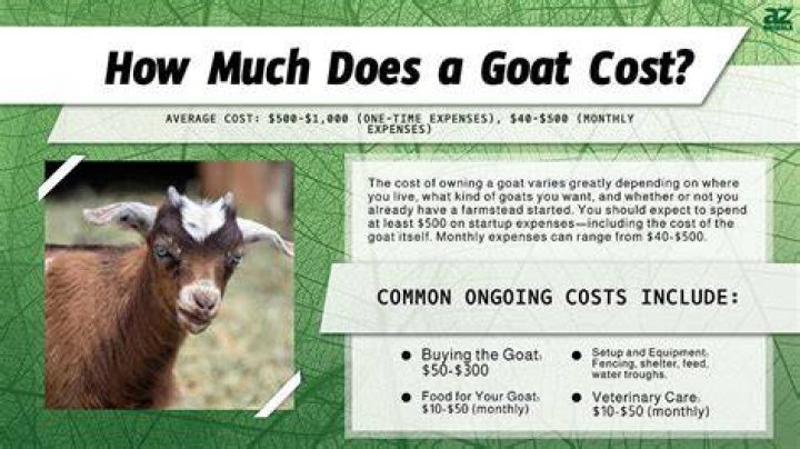 How much do billy goats cost?