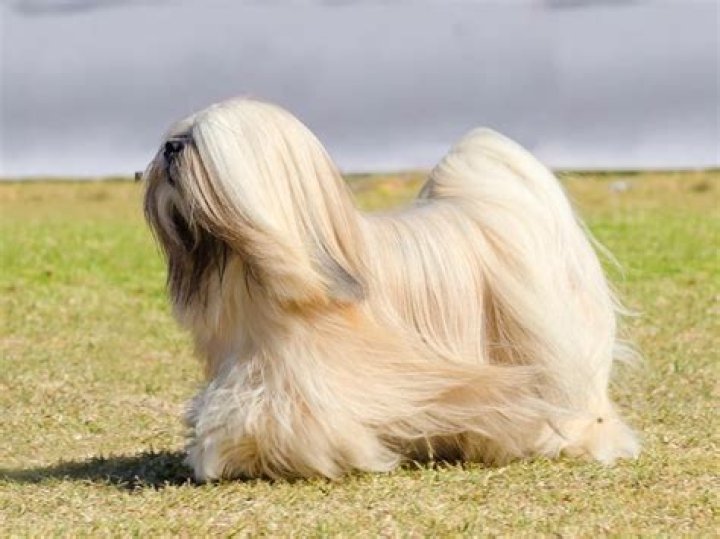 How much does a Lhasa Apso puppy cost?