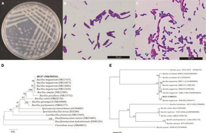 Is Bacillus megaterium nitrate positive or negative?