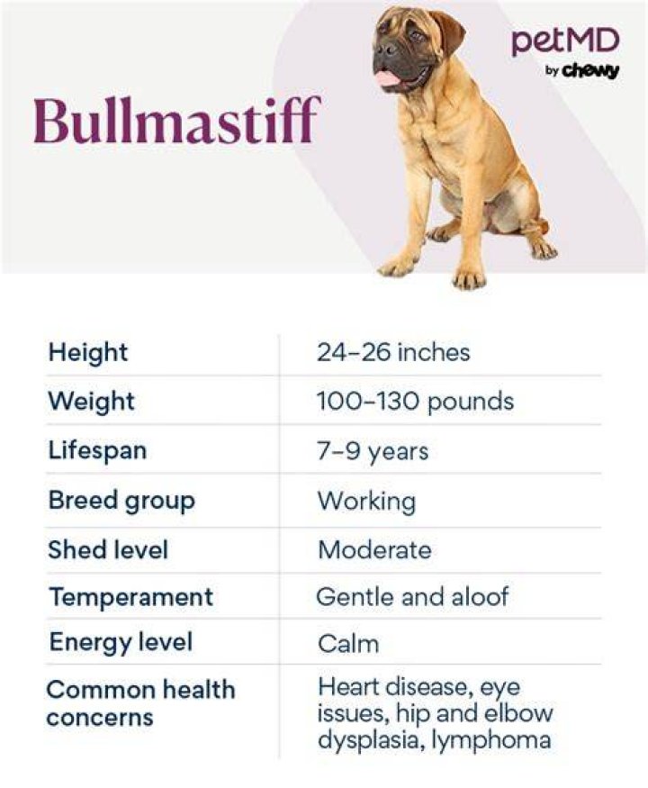 Is Bullmastiff a healthy breed?