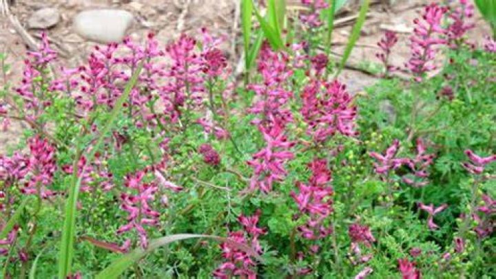 Is Fumaria officinalis edible?