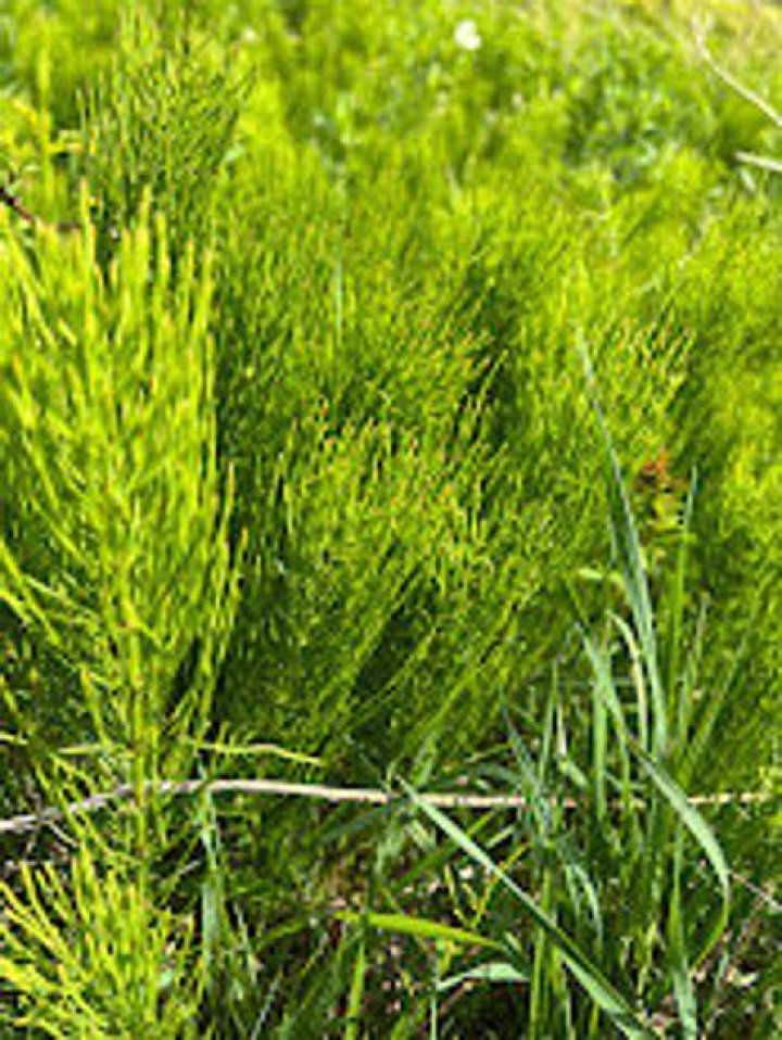 Is horsetail the same as Shavegrass?