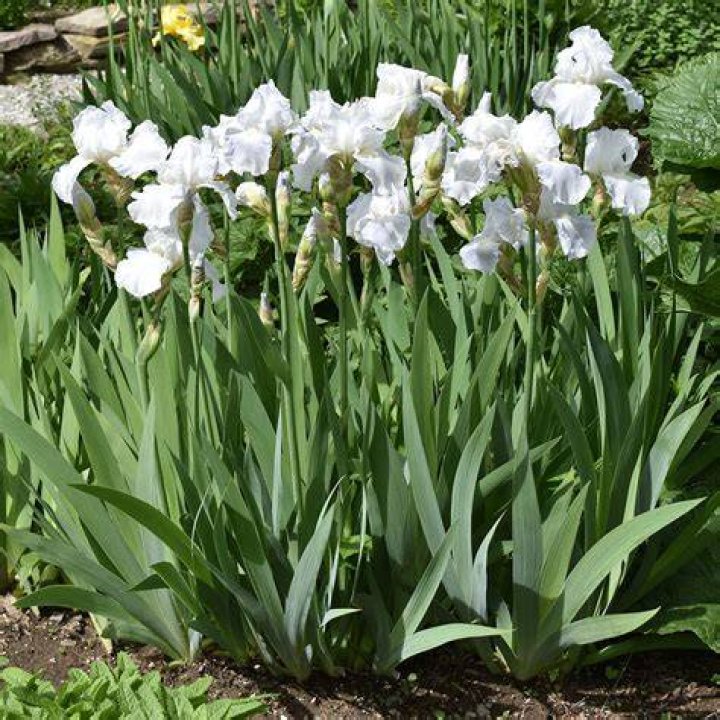 Is Iris Germanica a perennial?
