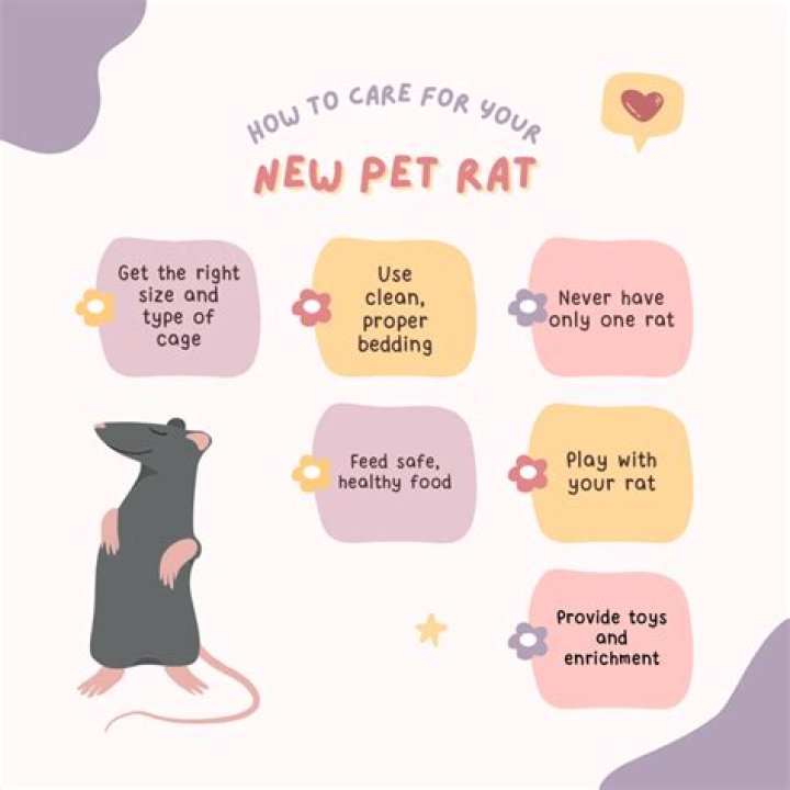 Is it easy to take care of a pet rat?